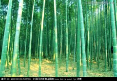 世上生長最快的植物-毛竹